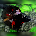 Avatar Blackstar Variation Copper Halfmoon Betta Fish Male