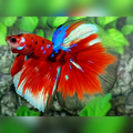 Red Koi Galaxy Halfmoon Betta Fish Male