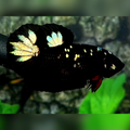 Avatar Blackstar Gold HMPK Betta Fish Male