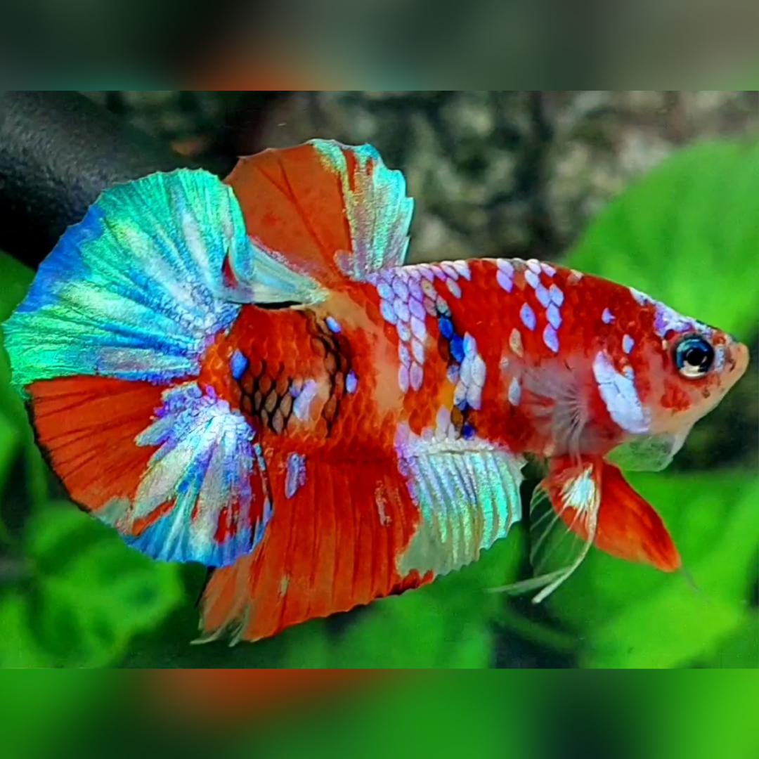 Multicolor Red Galaxy HMPK Betta Fish Male