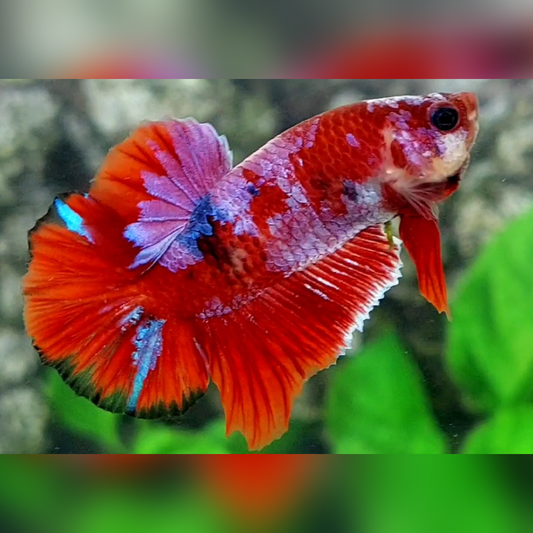 Red Koi Purple Galaxy HMPK Betta Fish Male