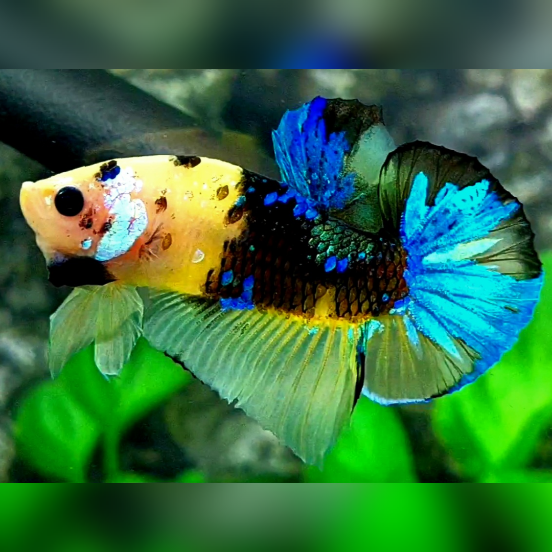 Yellow Tiger Koi Galaxy HMPK Betta Fish Male #YKG