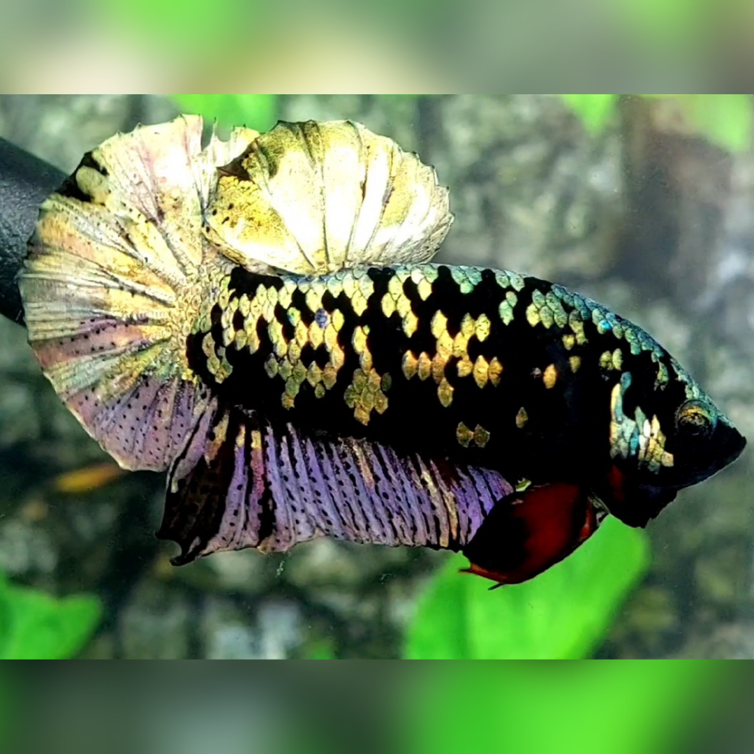 Avatar Copper Purple Gold HMPK Betta Fish Male