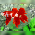 Classic Red Koi Halfmoon Betta Fish Male
