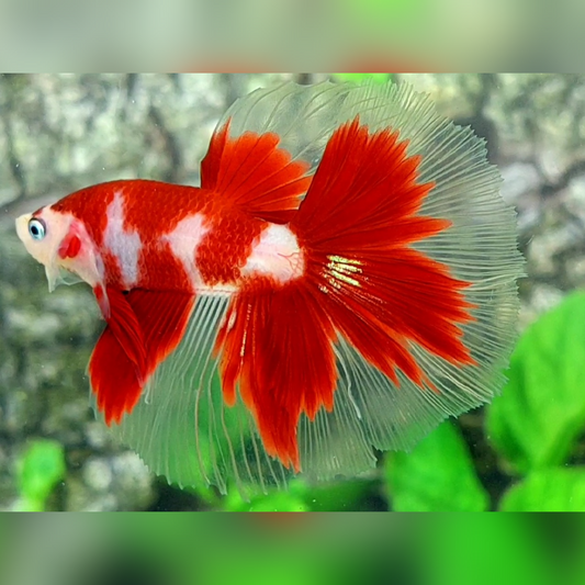 Classic Red Koi Halfmoon Betta Fish Male