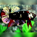 Avatar Copper Gold HMPK Betta Fish Male