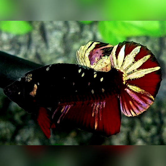 Avatar Copper Gold Red Vampire HMPK Betta Fish Male