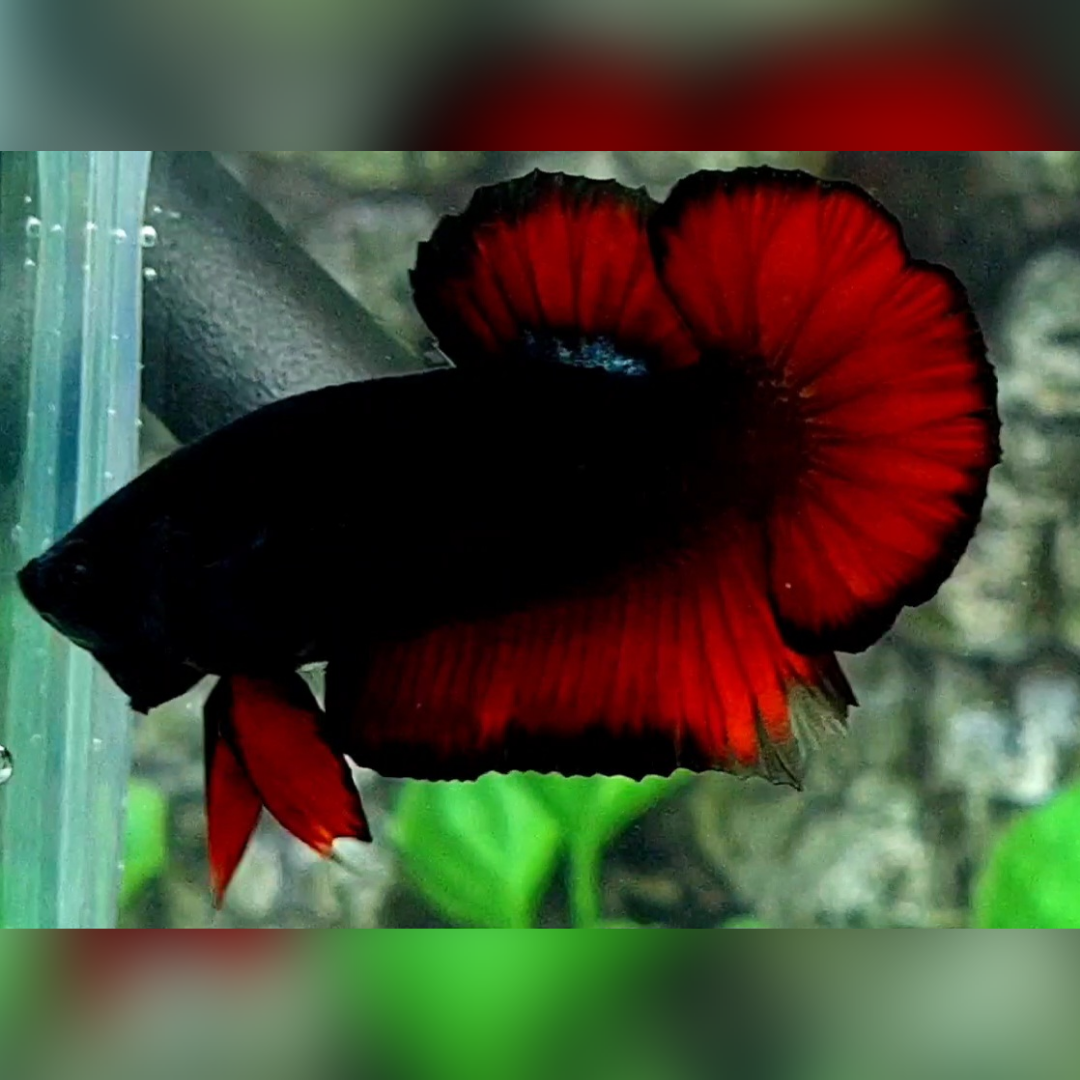 Black Light Red Vampire HMPK Betta Fish Male