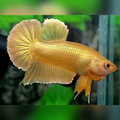 Solid Super Gold 24K HMPK Betta Fish Male
