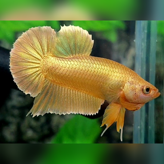 Solid Super Gold 24K HMPK Betta Fish Male
