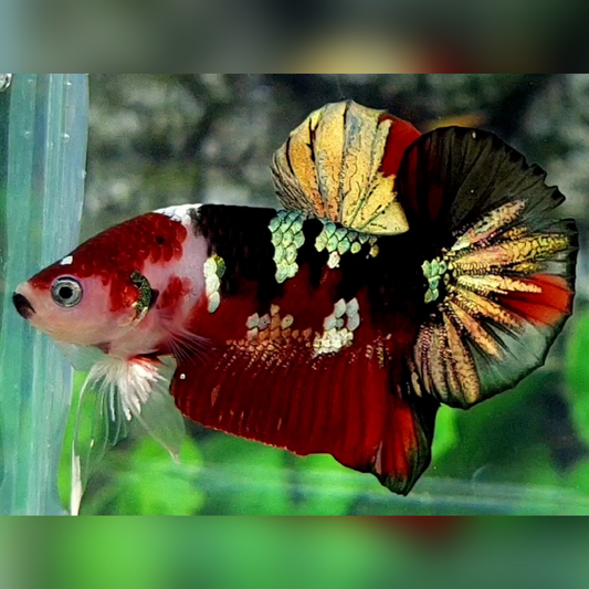Red Koi Black Copper Gold Galaxy Over HMPK Betta Fish Male #RKC