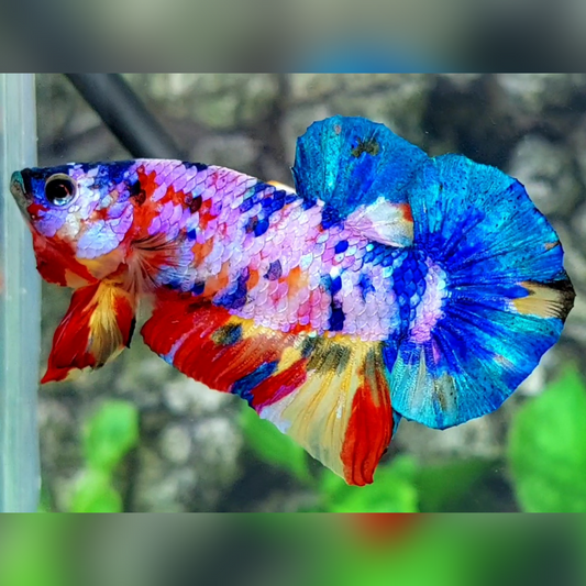 Multicolor Candy Over HMPK Betta Fish Male