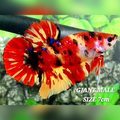 Leopard Tiger Koi JUMBO GIANT HMPK Betta Fish Male