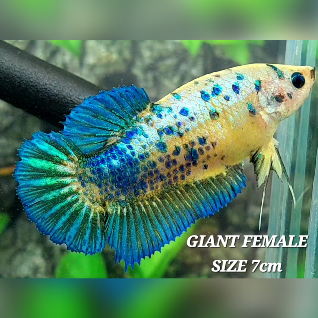Fancy Yellow Turquoise JUMBO GIANT HMPK Betta Fish Female