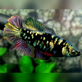 Avatar Copper Purple Gold HMPK Betta Fish Female For Sorority / Breed