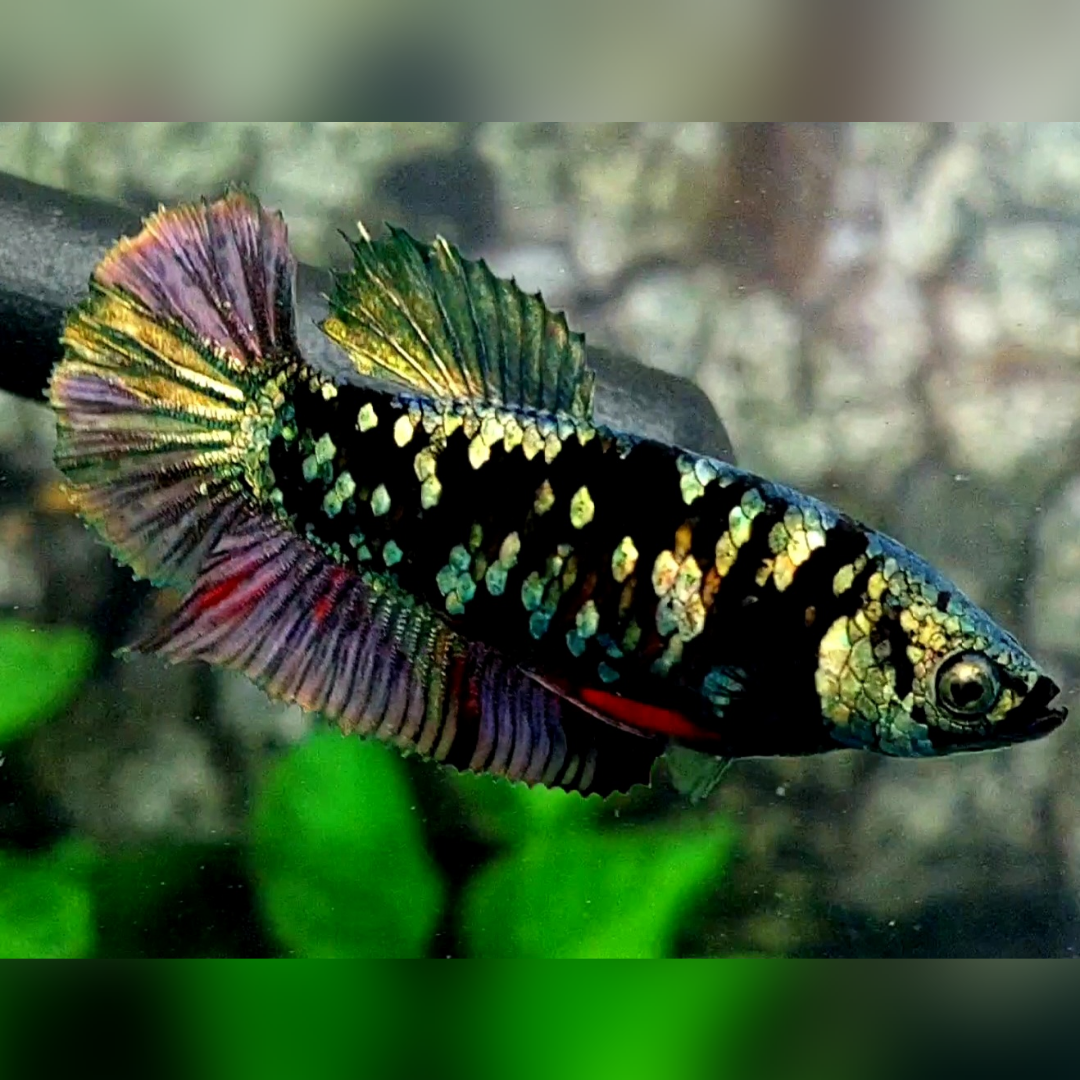 Avatar Copper Purple Gold HMPK Betta Fish Female For Sorority / Breed