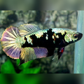 Avatar Copper Purple Gold HMPK Betta Fish Female For Sorority / Breed