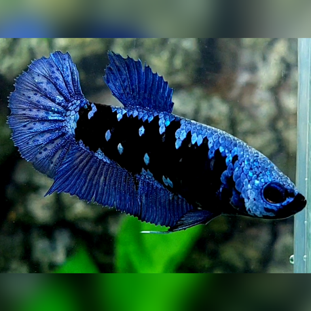 Avatar Grey HMPK Betta Fish Female For Sorority / Breed