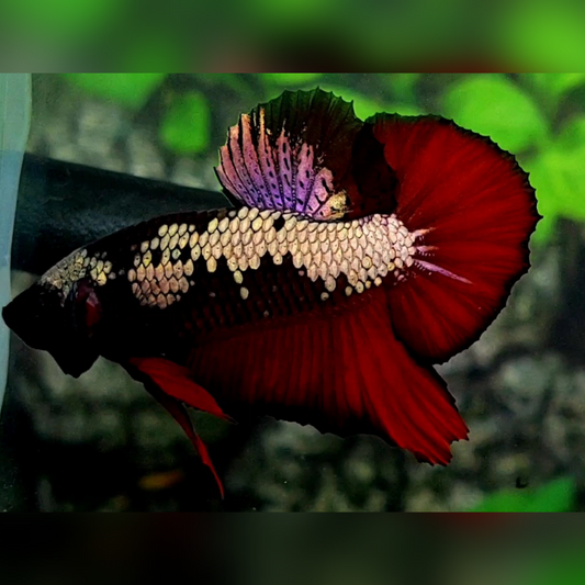 Avatar Red Copper Gold HMPK Betta Fish Male