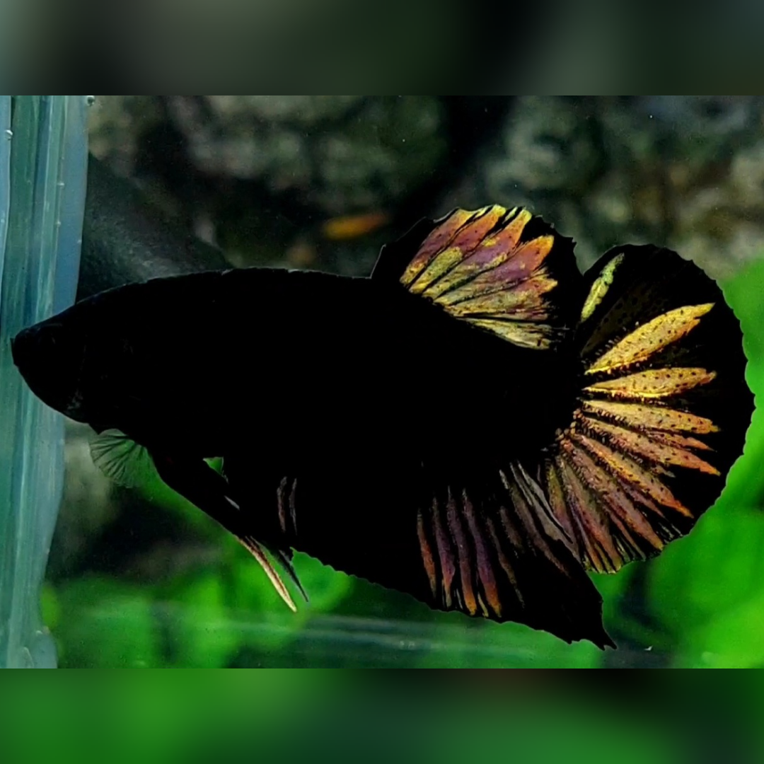Black Light Copper Gold HMPK Betta Fish Male