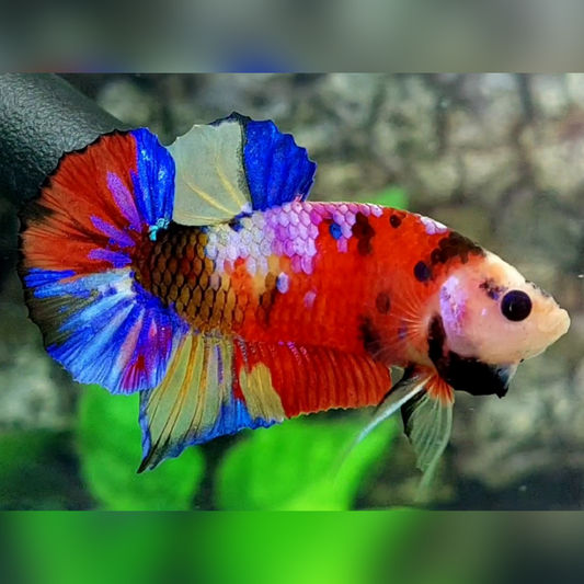 Multicolor Galaxy Monkey Face HMPK Betta Fish Male