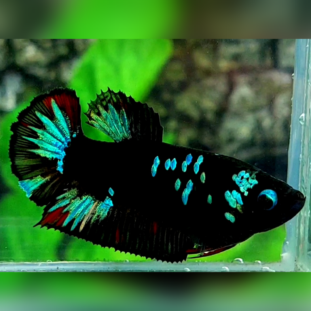 Avatar Blackstar Green Turquoise HMPK Betta Fish Female For Sorority / Breed