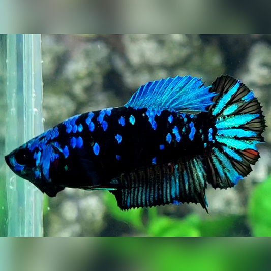 Avatar Gordon Turquoise Blue HMPK Betta Fish Female For Sorority / Breed