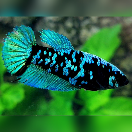 Avatar Gordon Turquoise Green HMPK Betta Fish Female For Sorority / Breed