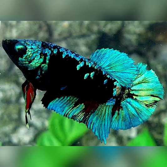 Avatar Gordon Turquoise Green HMPK Betta Fish Female For Sorority / Breed