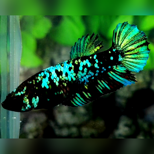 Avatar Gordon Turquoise Green HMPK Betta Fish Female For Sorority / Breed