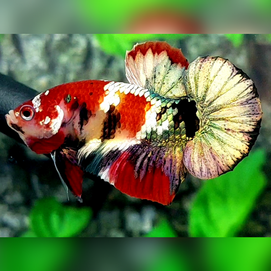 Red Koi Copper Gold Over HMPK Betta Fish Male