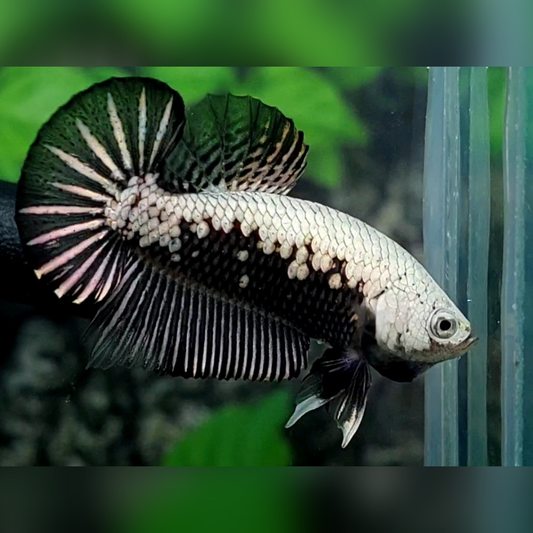 Black Samurai Over HMPK Betta Fish Male