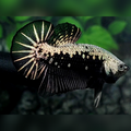 Black Samurai Over HMPK Betta Fish Male