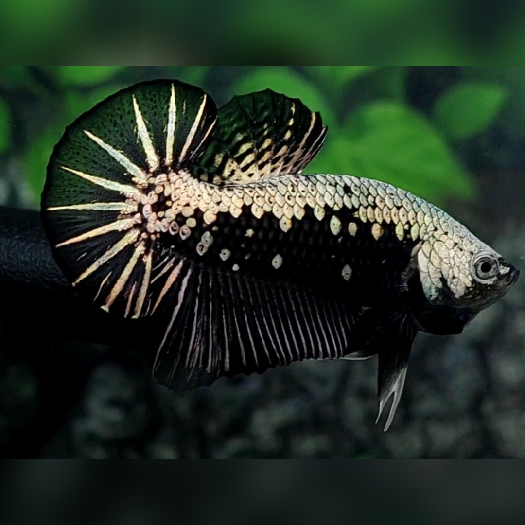 Black Samurai Over HMPK Betta Fish Male