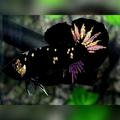 Avatar Blackstar Gold HMPK Betta Fish Male