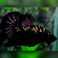 Avatar Black Panther Purple Copper Gold HMPK Betta Fish Male