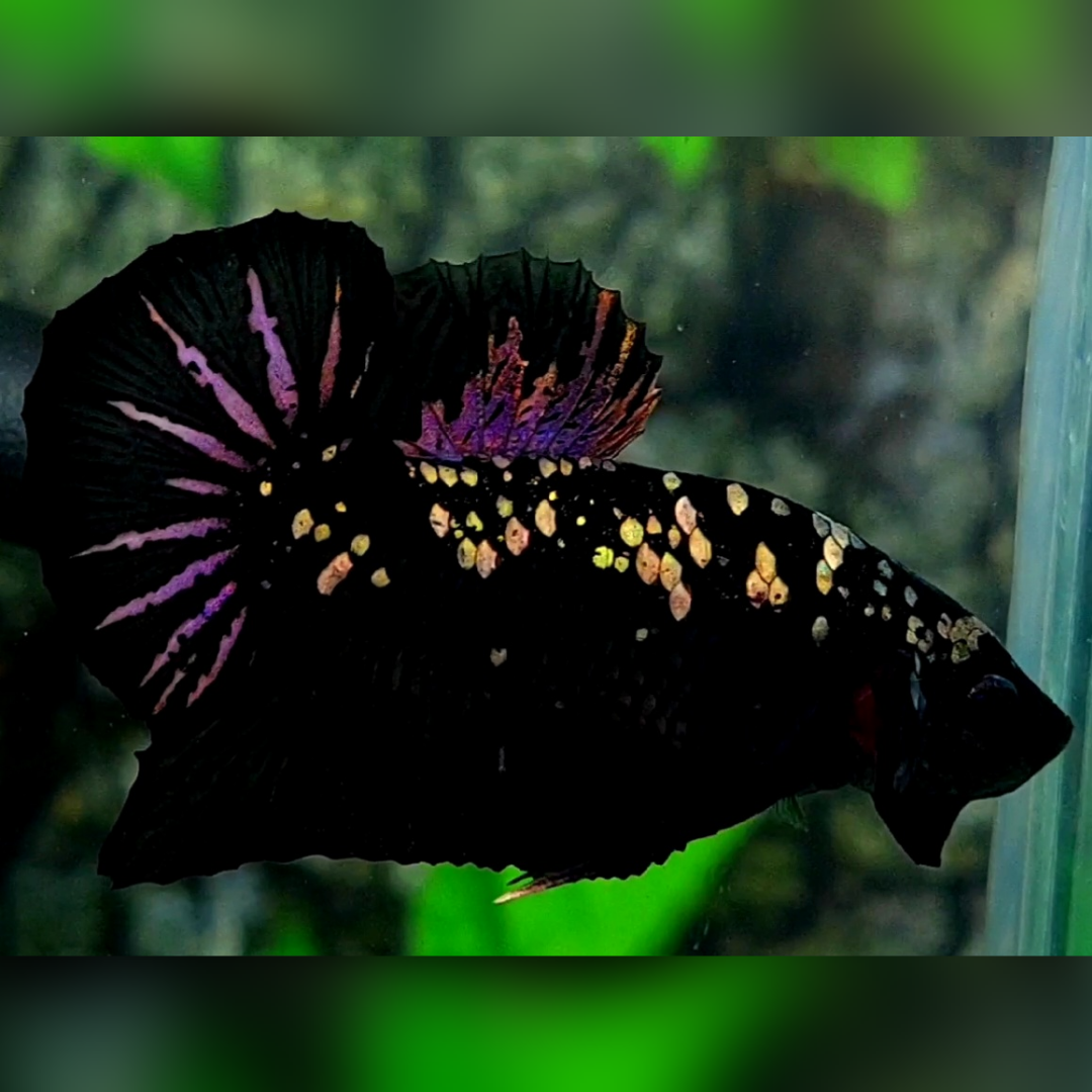 Avatar Black Panther Purple Copper Gold HMPK Betta Fish Male