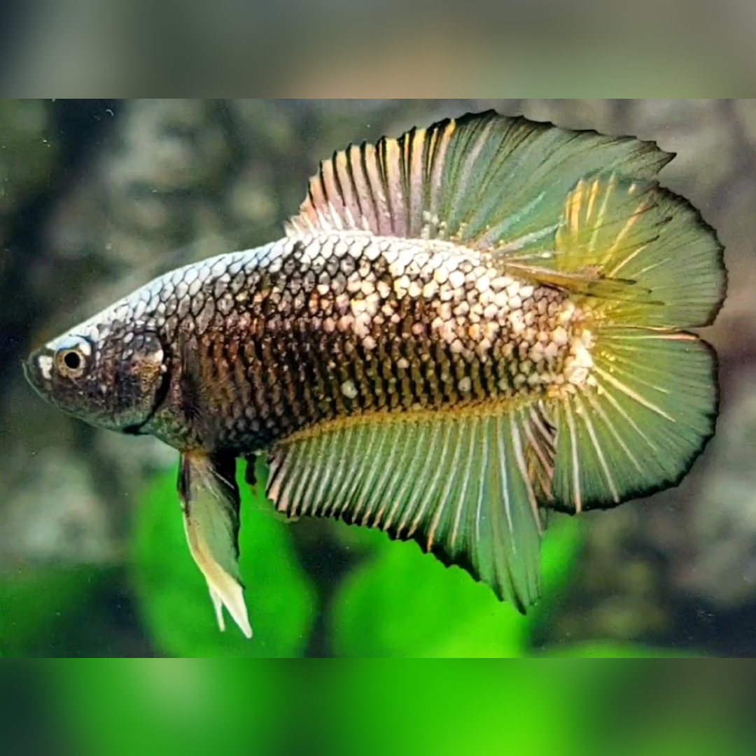 Doubletail Pineapple Yellow Samurai HMPK Betta Fish Male