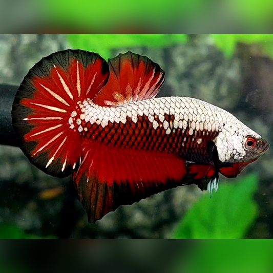 Red Samurai Black Band Over HMPK Betta Fish Male