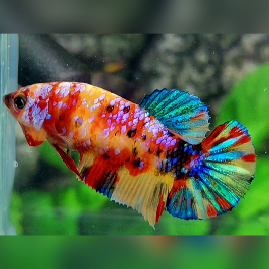 Multicolor Yellowbase Pink Candy Galaxy HMPK Betta Fish Female For Sorority / Breed