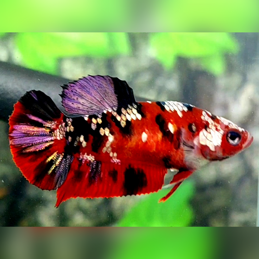 Red Tiger Purple Copper Gold Galaxy HMPK Betta Fish Female For Sorority / Breed #RKC