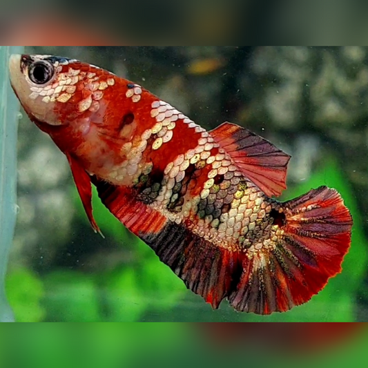 Red Koi Copper Gold Galaxy HMPK Betta Fish Female For Sorority / Breed #RKC