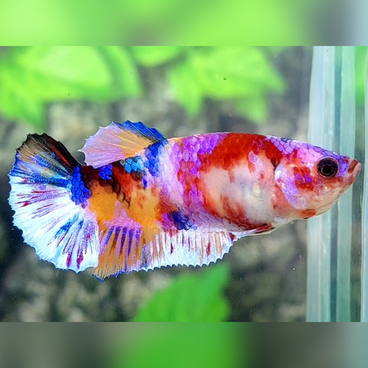 Multicolor Candy Galaxy HMPK Betta Fish Female For Sorority / Breed