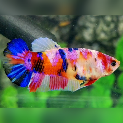 Multicolor Candy Galaxy HMPK Betta Fish Female For Sorority