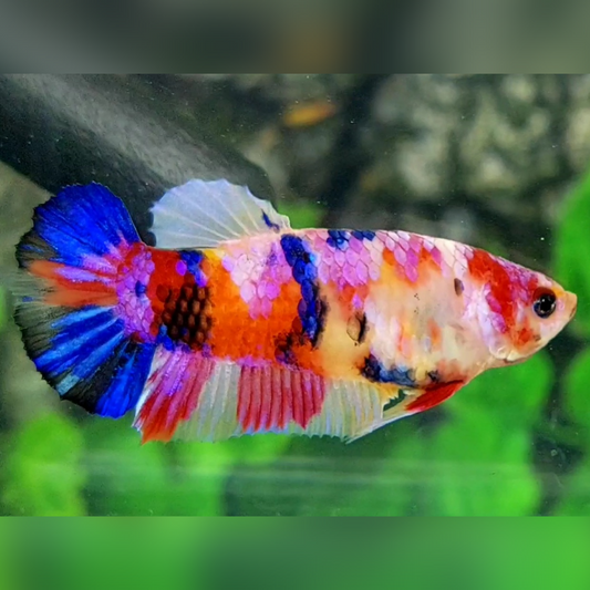 Multicolor Candy Galaxy HMPK Betta Fish Female For Sorority / Breed
