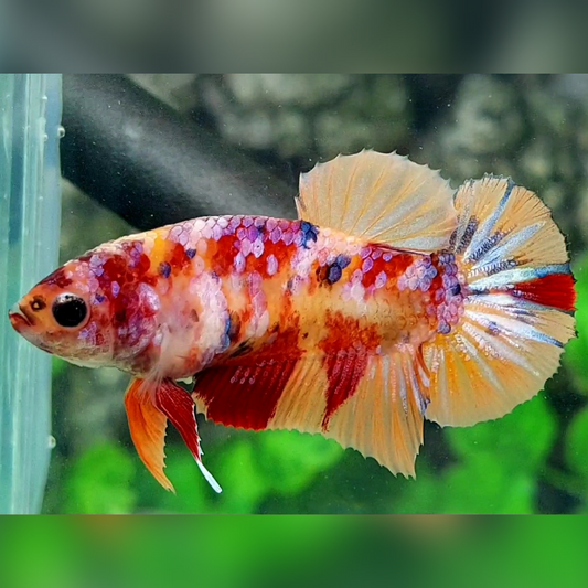 Multicolor Candy HMPK Betta Fish Female For Sorority / Breed