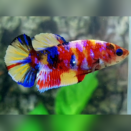 Multicolor Yellowbase Candy Galaxy HMPK Betta Fish Female For Sorority / Breed