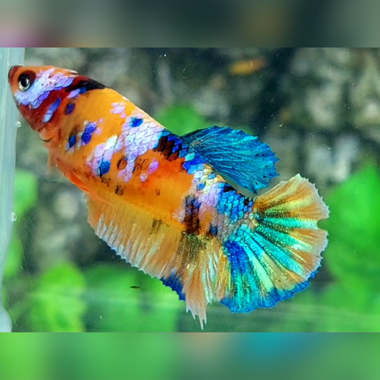 Multicolor Yellowbase Galaxy HMPK Betta Fish Female For Sorority / Breed