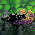 Avatar Copper Gold HMPK Betta Fish Female For Sorority / Breed
