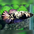 Avatar Copper Purple HMPK Betta Fish Female For Sorority / Breed
